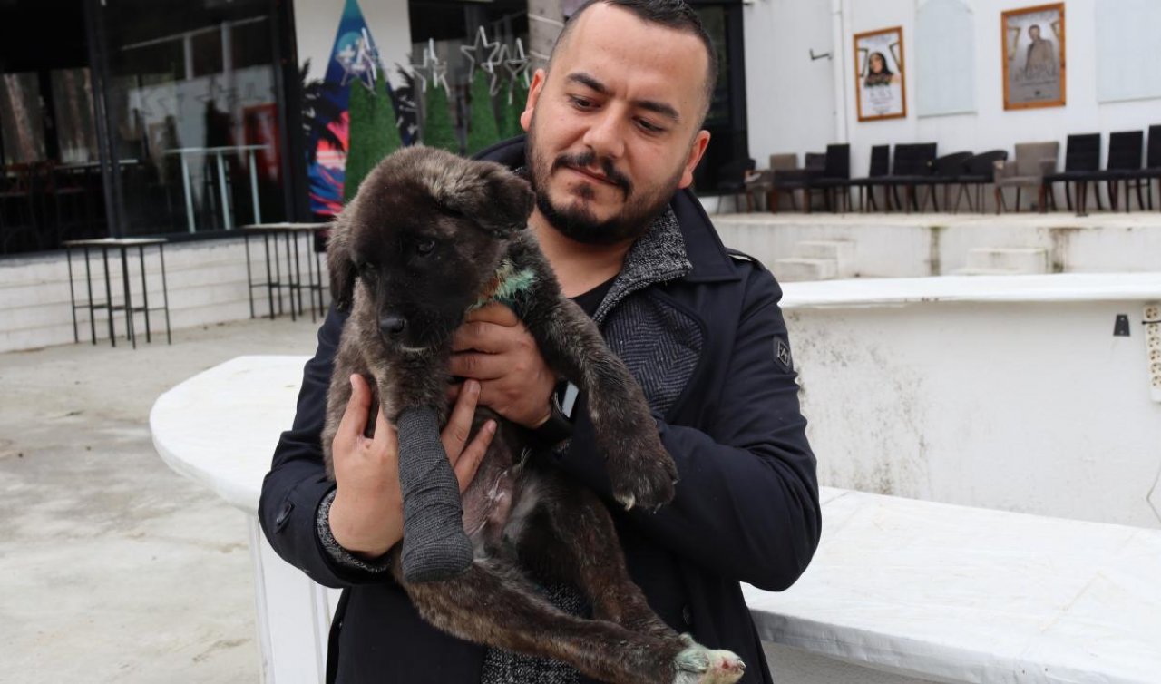 Bu bir vahşet! İşkence gören köpek yavrusu artık güvende