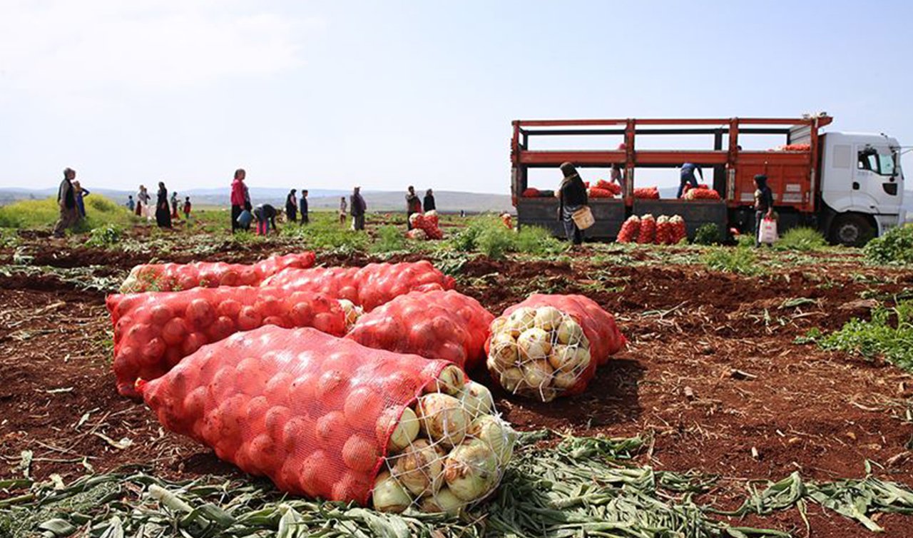Soğanın ateşini Adana ve Hatay düşürecek