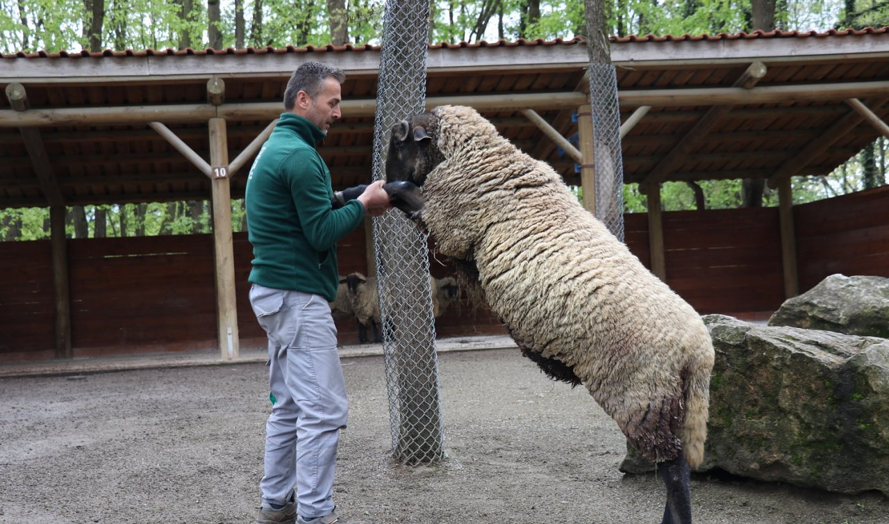 Suffolk cinsi koyun Ormanya’da dikkat çekiyor  