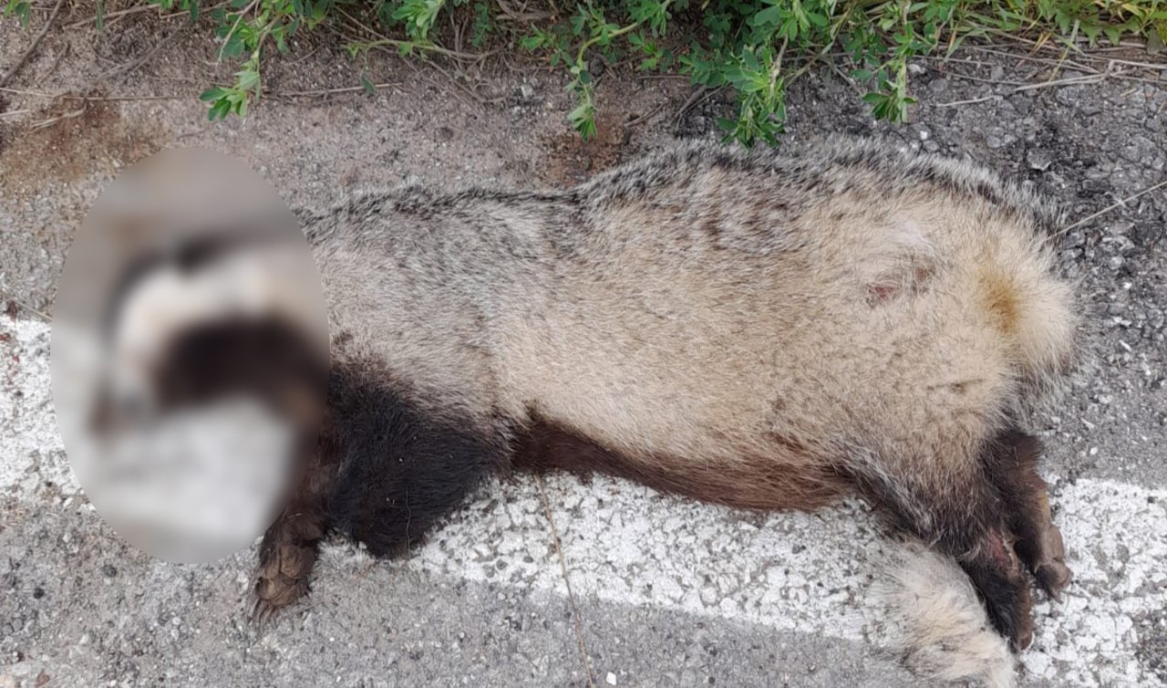 Nesli tükenme tehlikesi altındaydı! Konya’da ölü bulundu