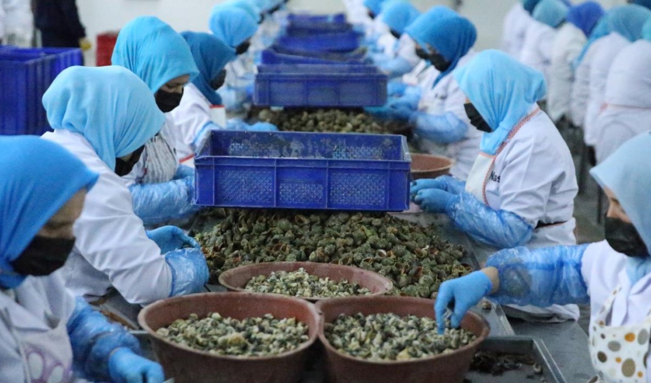 Deniz salyangozu ihracatından 5,6 milyon dolar gelir
