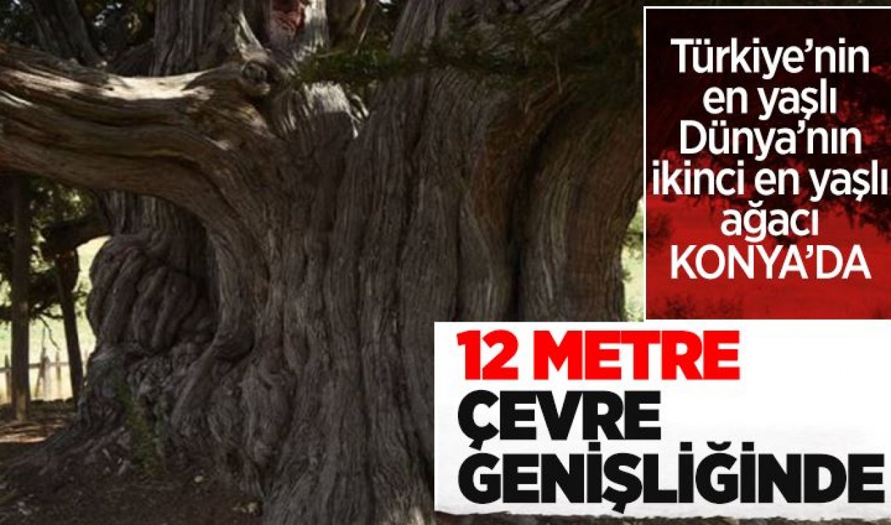 Türkiye’nin en yaşlı, dünyanın ise ikinci en yaşlı ağacı Konya’da! Tam 2 bin yaşında ve 12 metre çevre genişliğinde