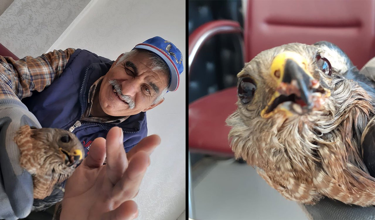 Konya’da camına şahin çarptı! Yaralarıyla kendisi ilgilendi 