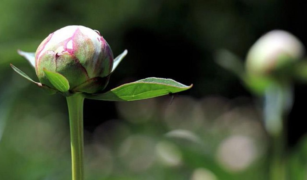Yılda yalnızca 10 gün açıyor! Bu çiçeği koparmanın cezası 244 bin lira