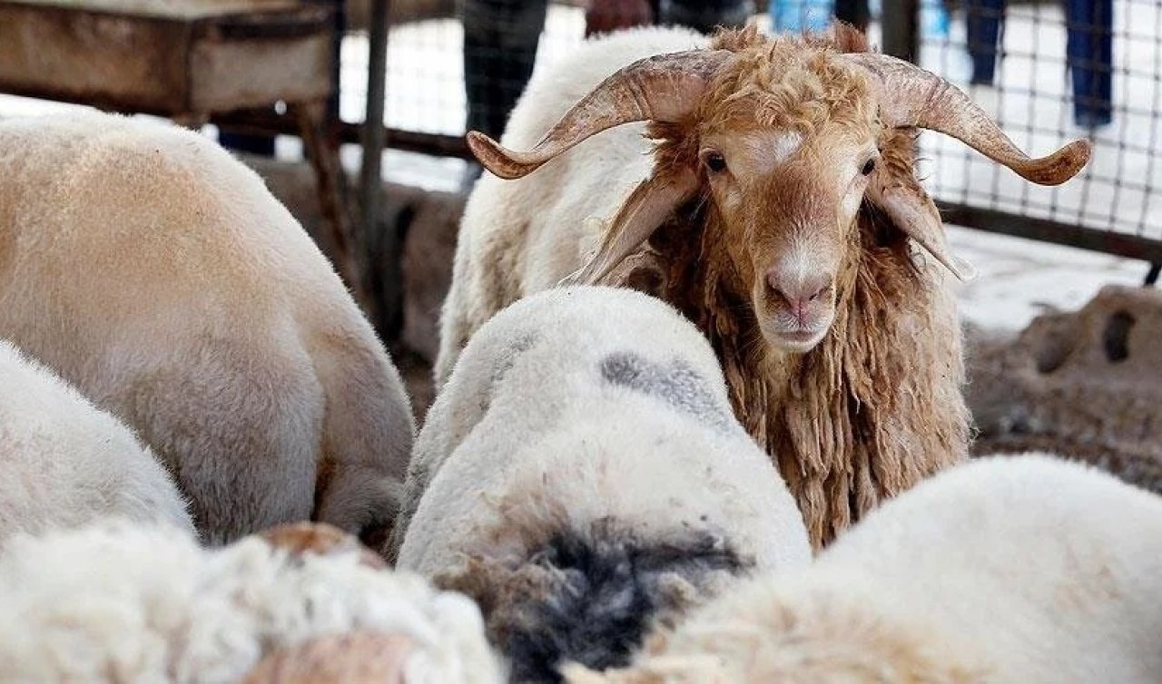 Kurban bayramı 2023 kurbanlık fiyatları açıklandı mı?
