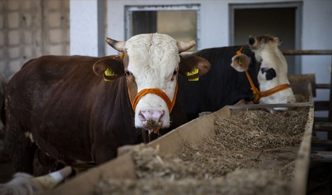 Kasaplar Odası açıkladı! 2023 Konya Kurban kesim fiyatları