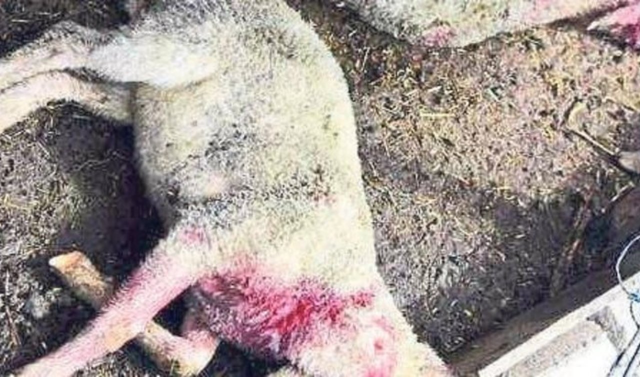 Sahipsiz köpeklerin saldırdığı 37 koyun telef oldu