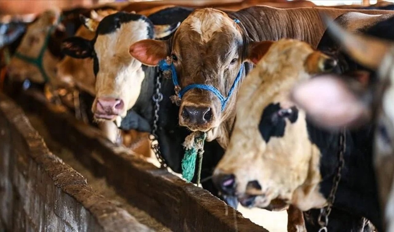 Ücretler değişti mi? 2023 Konya Kurban kesim fiyatları ne kadar?
