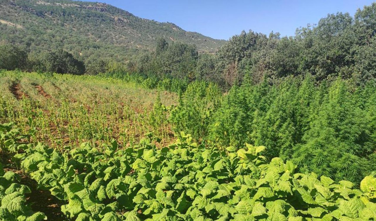 Tarlaya kenevir eken 2 kişi yakalandı