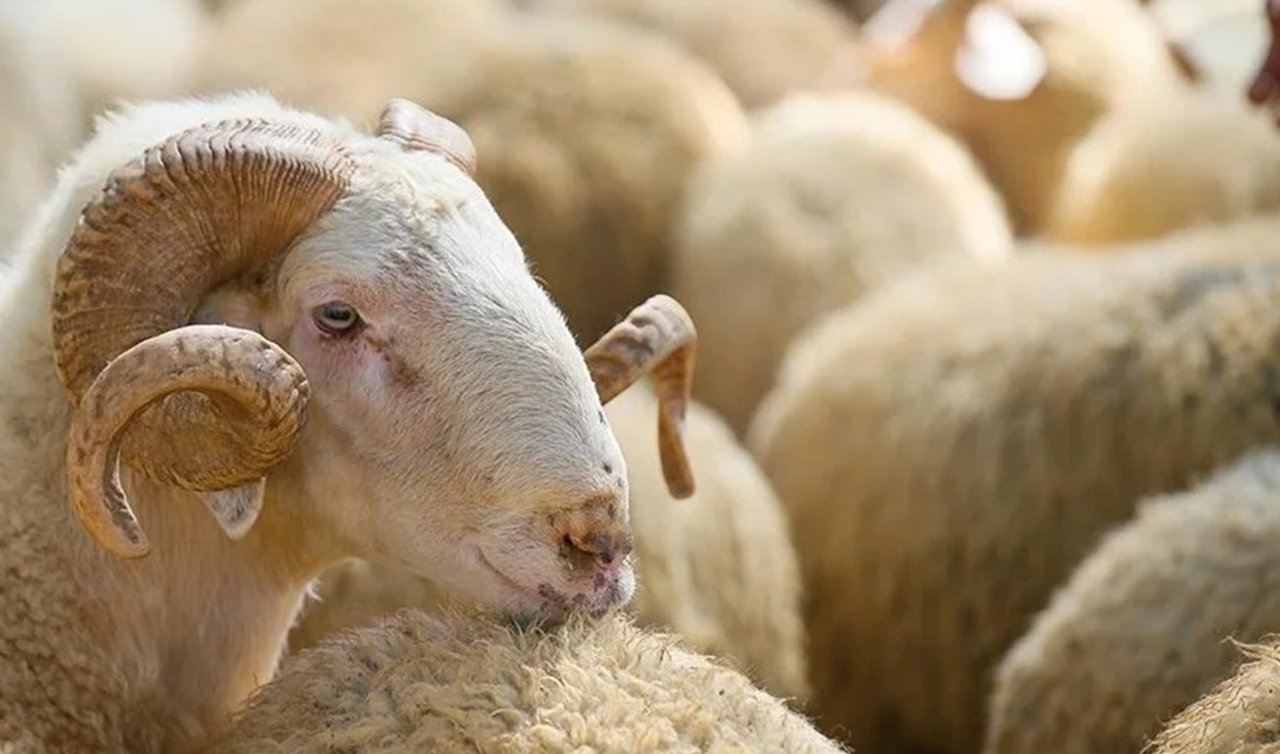 Kurbanlık fiyatları açıklandı! Zincir market hisseleri bu fiyattan satacak