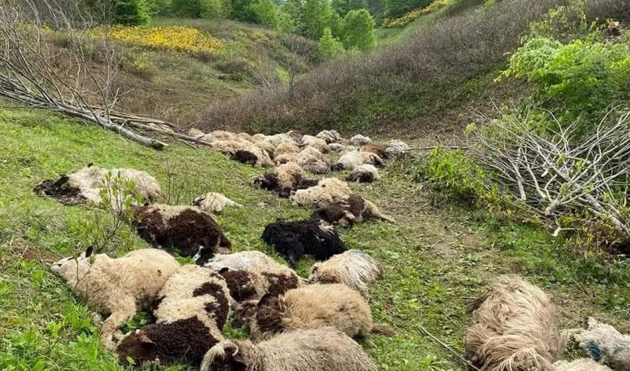 Ayılar sürüye saldırdı! 76 koyun telef oldu