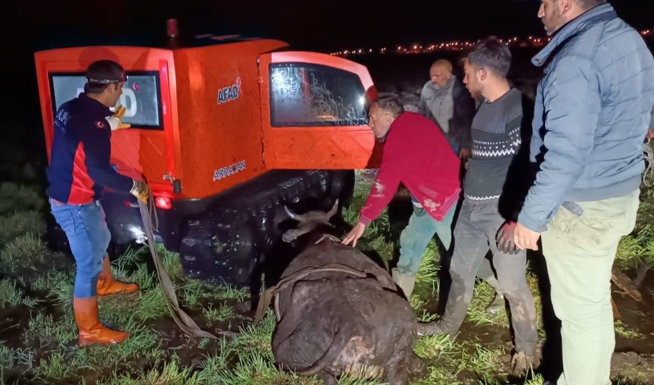 İnek bataklığa saplandı! AFAD ekipleri kurtardı