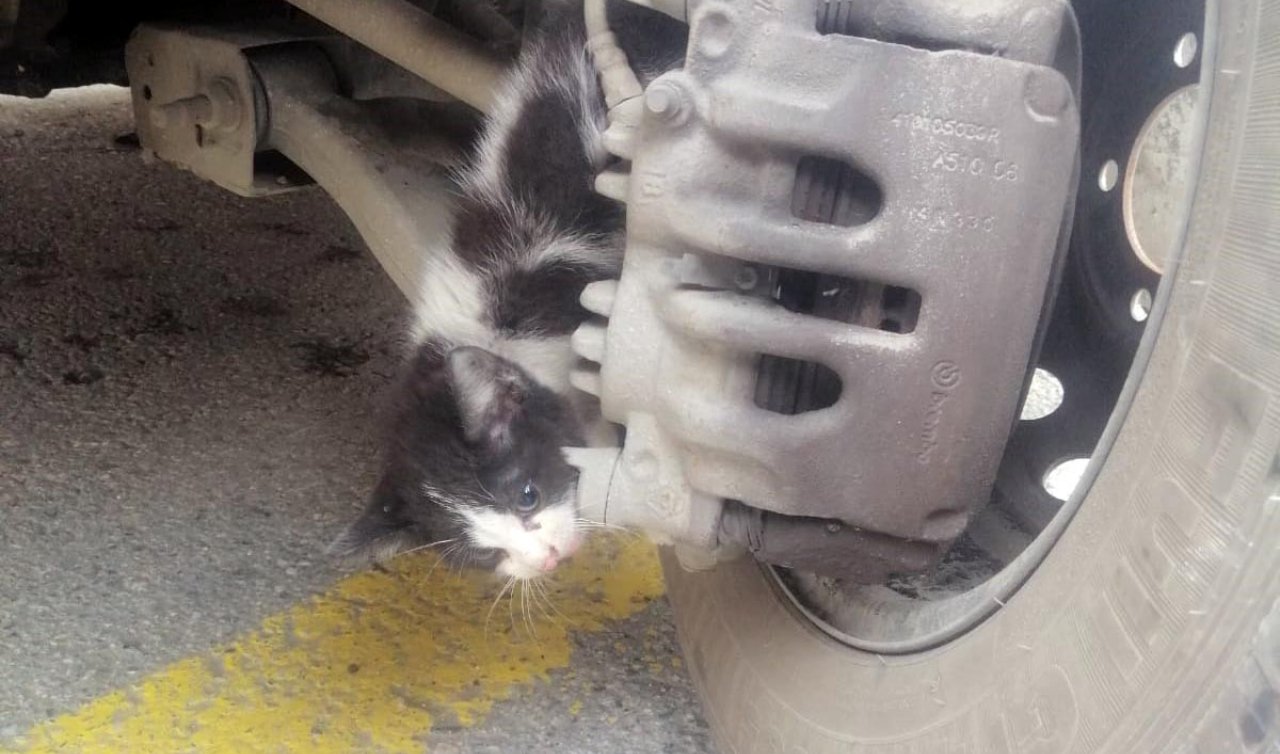 Otomobilin fren sistemine sıkışan kedinin bacağı koptu