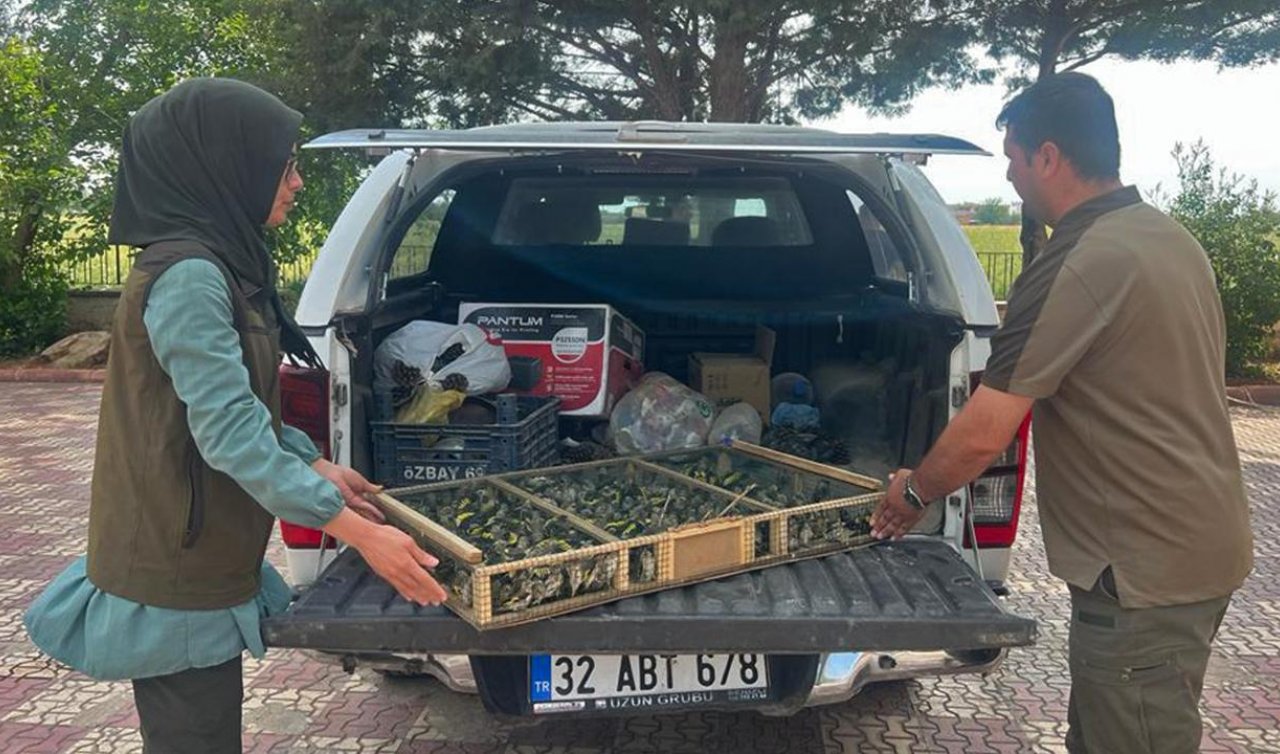 Çobanbey Gümrük Kapısı’nda 550 saka kuşu ele geçirildi