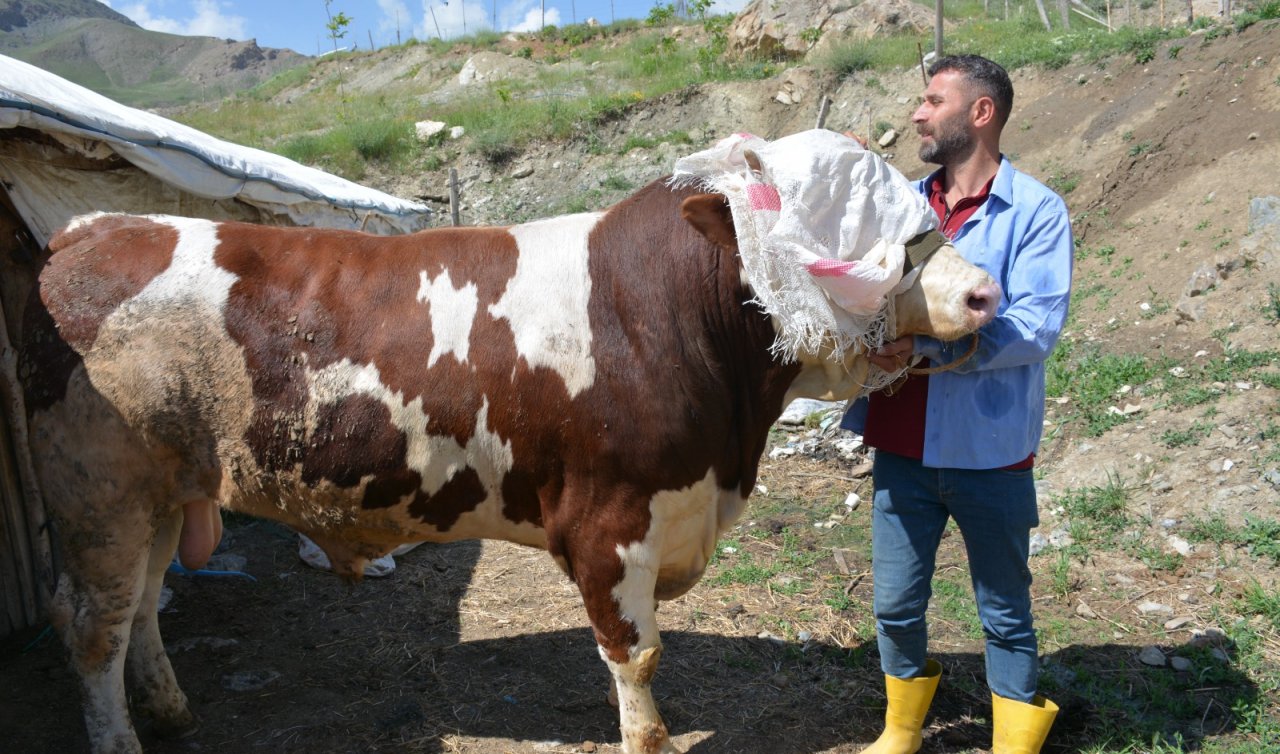  Araba fiyatına dana! 1 tonluk kurbanlık