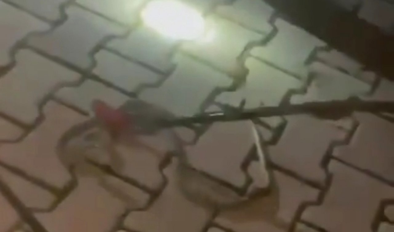 Konya’nın o ilçesinde yılan paniği!  