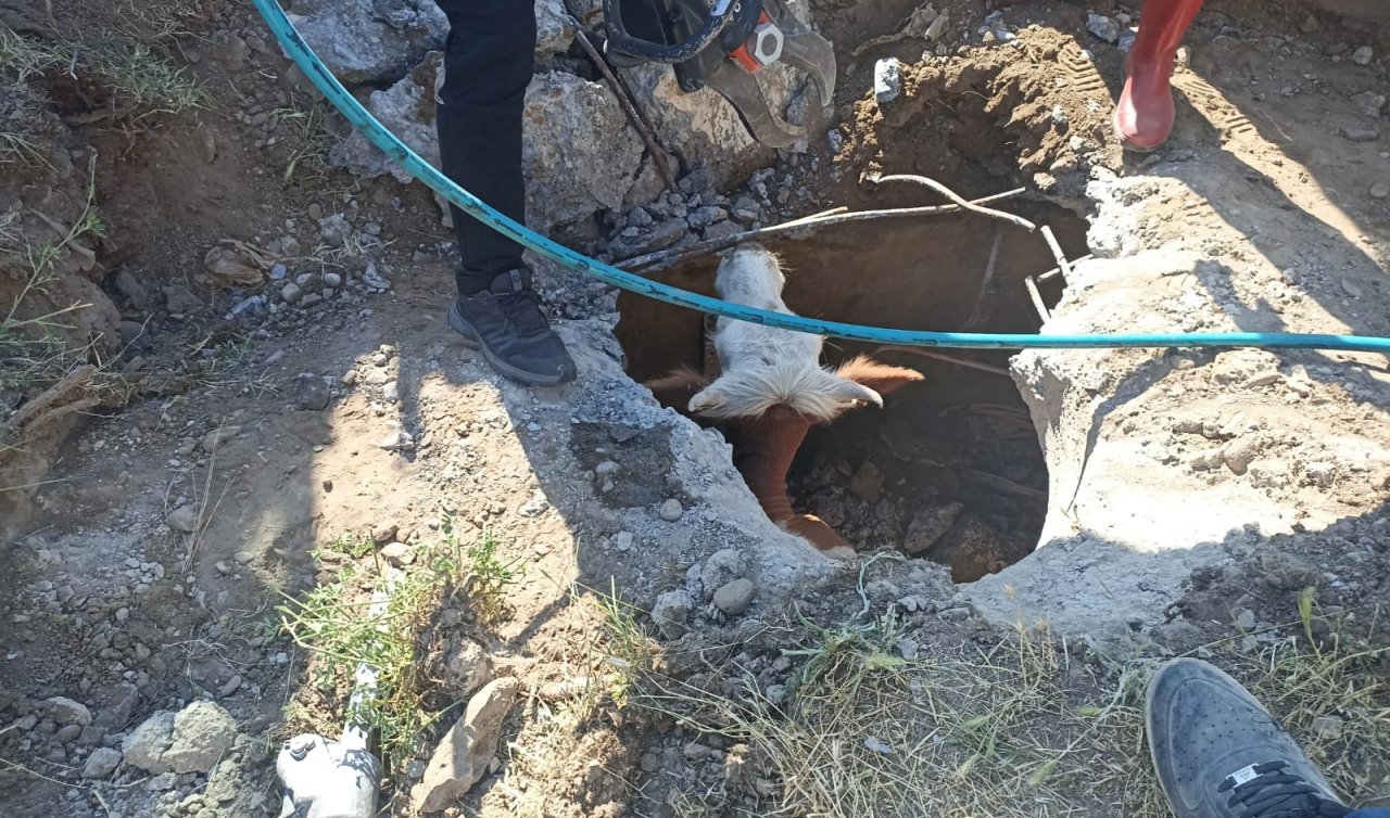 Kapağı çalınan menhole düşen inek iki saatlik çalışmayla kurtarıldı