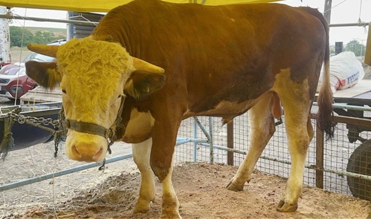 1 tonluk “Kral’’ bayrama sayılı günler kala satıldı! İşte alıcı bulduğu rakam
