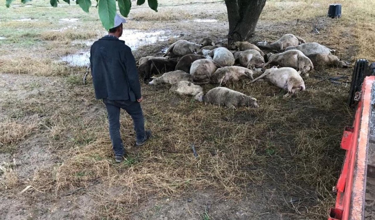 Yıldırım düştü 20 koyun telef oldu