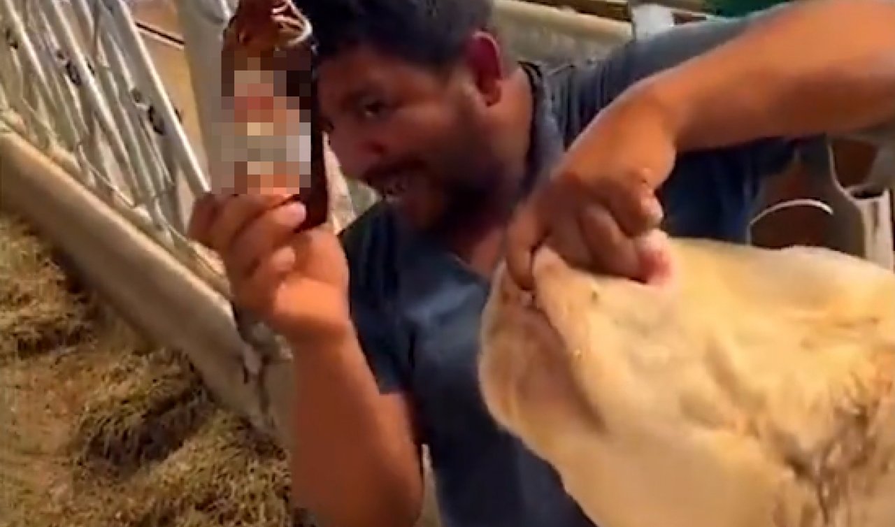 İneğe alkol şişesinde sıvı içiren çiftlik çalışanı tutuklandı