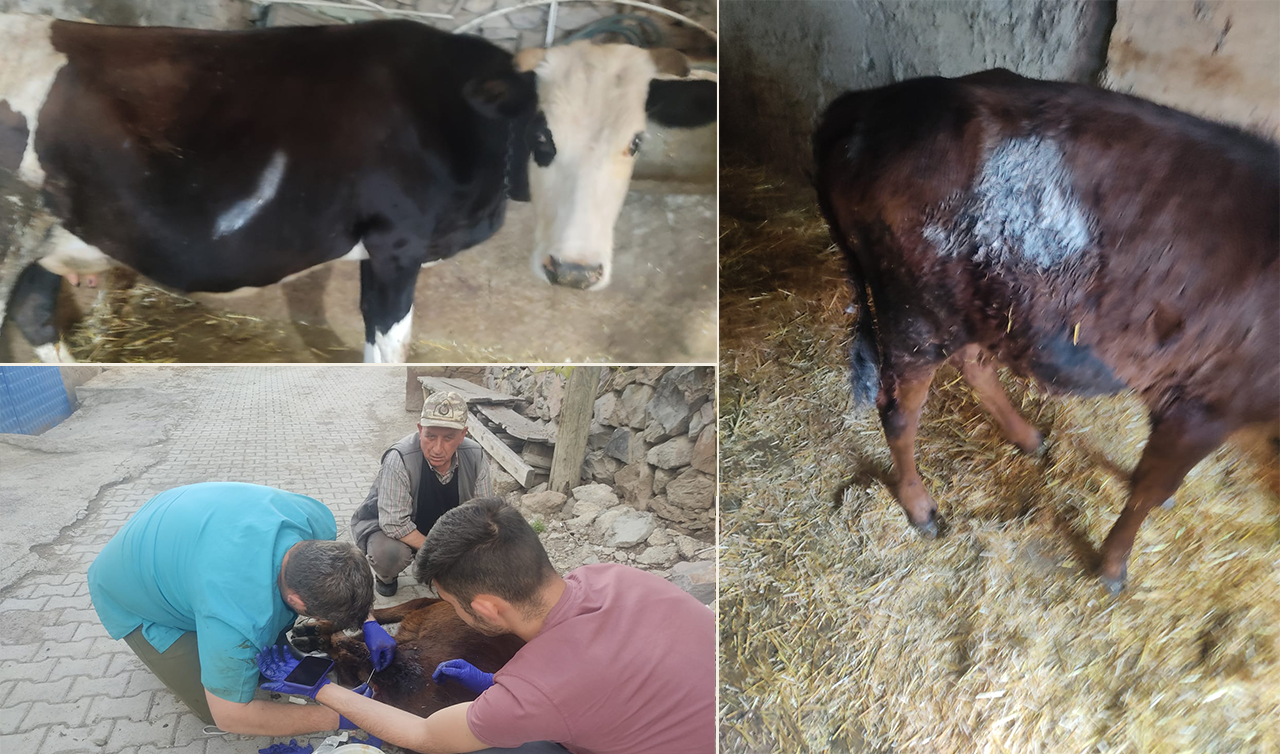 Konya’da kurt tehlikesi! Büyükbaş hayvanlara saldırdı