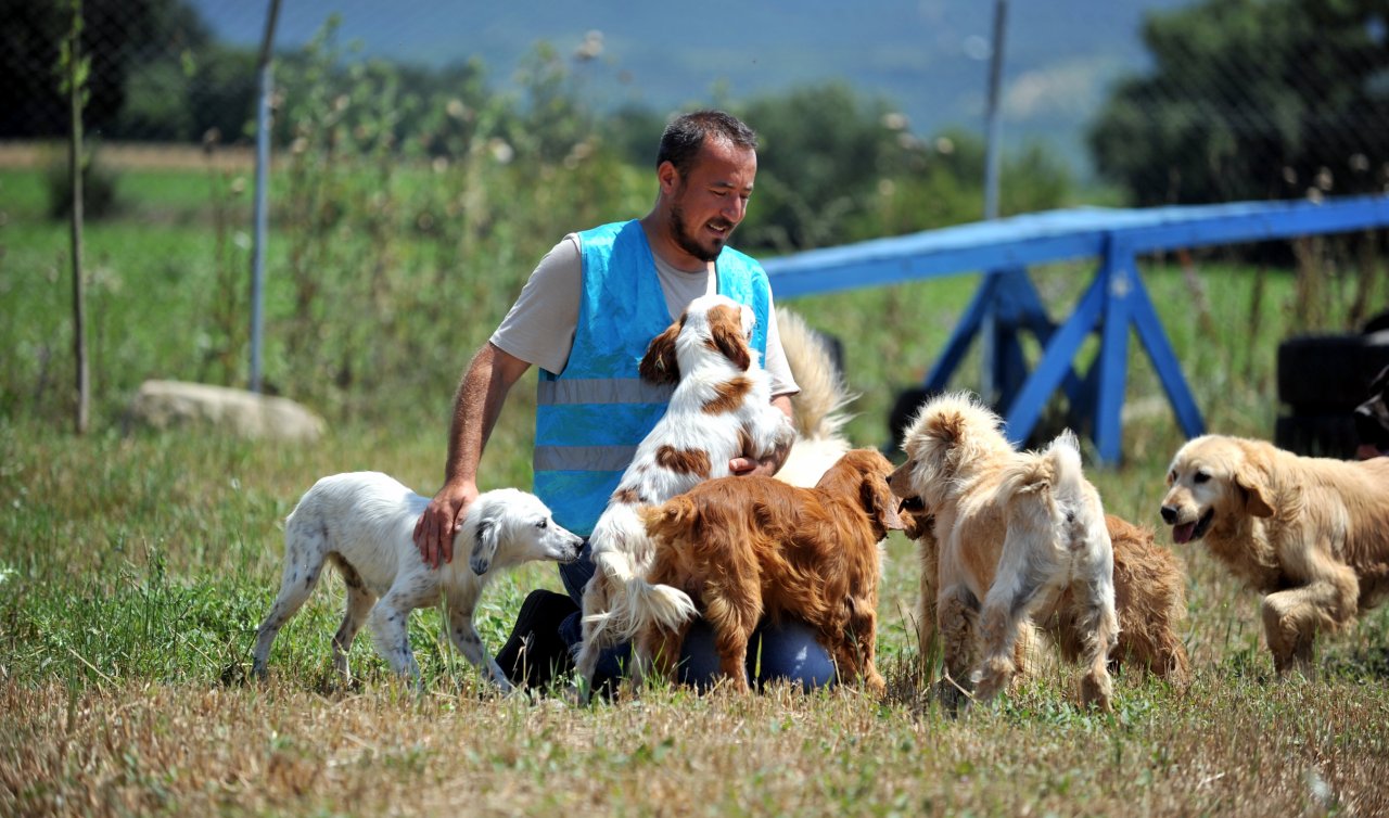 Farklı cins 20 evcil köpeğe yuva aranıyor! 