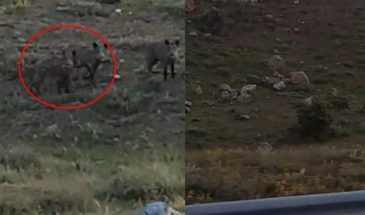 Konya’nın bu ilçesinde domuz paniği! Mahalleye kadar indi 