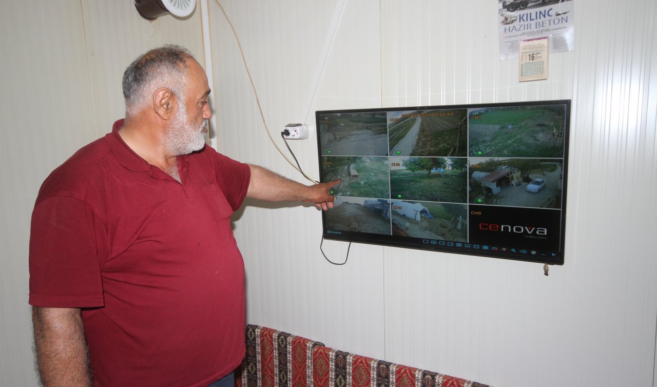 Konya’da kurt saldırısı! 2 köpek telef oldu 