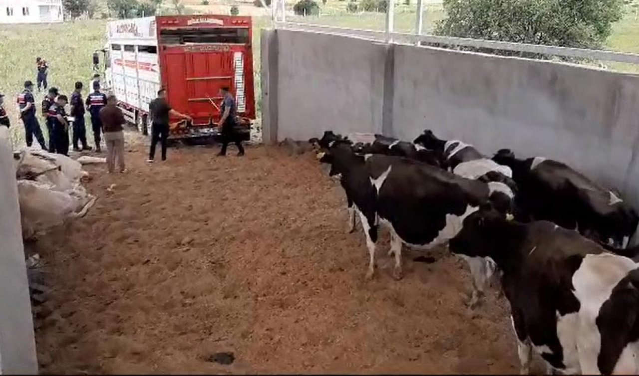 Çalıştığı çiftlikte hırsızlık yaptı: 28 büyükbaşı habersiz sattı