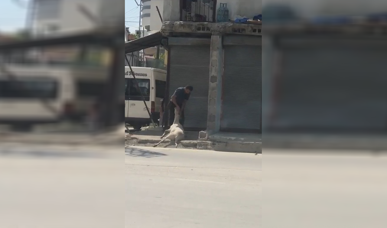Koyunu döverek bayıltıp kesti!