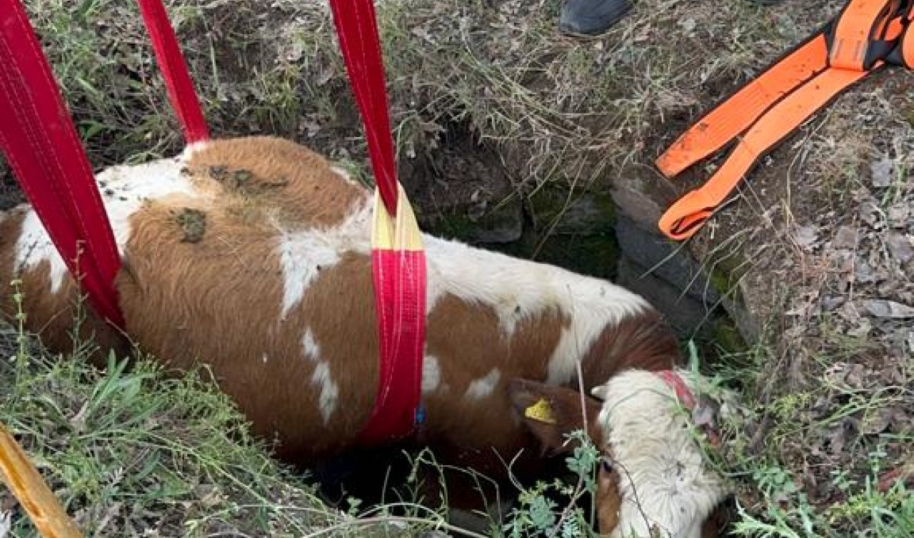 3 metrelik kuyuya düşen büyükbaş hayvan kurtarıldı