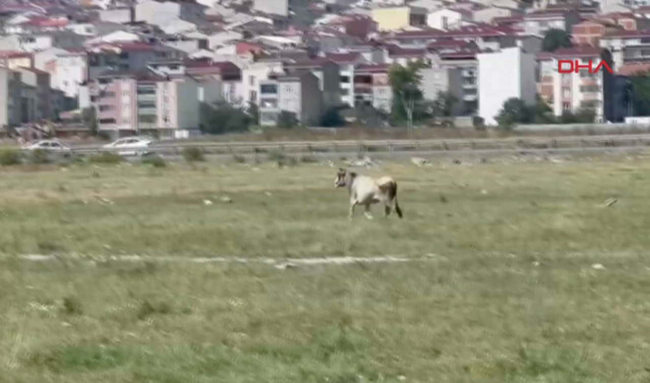 7 kurbanlık tosun kaçtı! Bulana ödül var