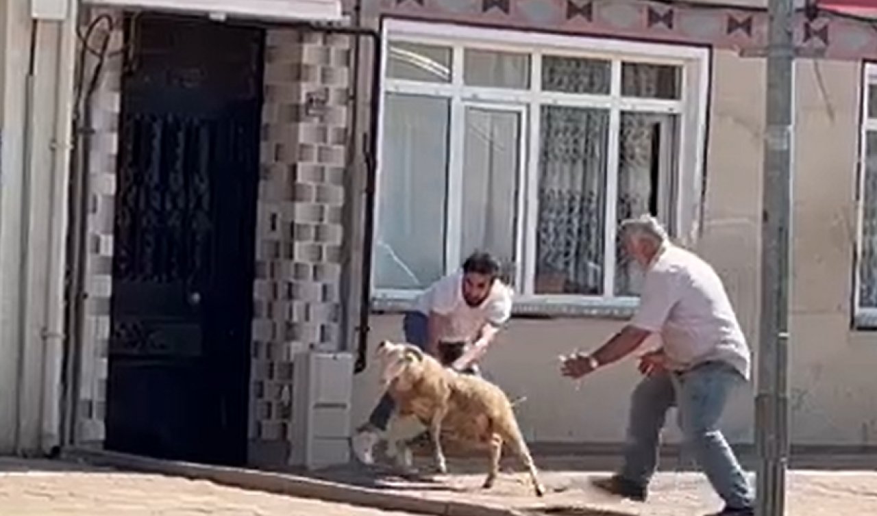 81 ilde acemi kasap bilançosu: Konya’da 38 kişi yaralandı
