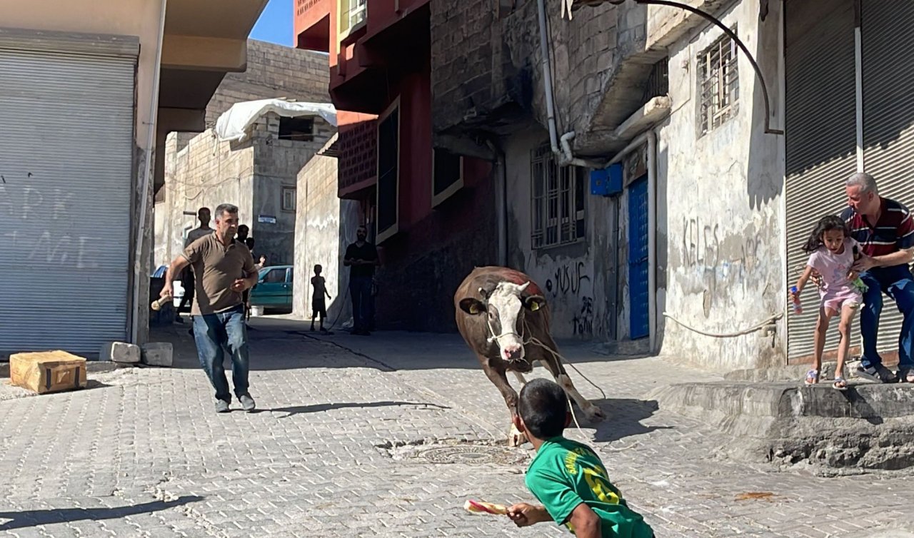 Kaçan kurbanlık boğa 2 saatlik uğraşla yakalanabildi