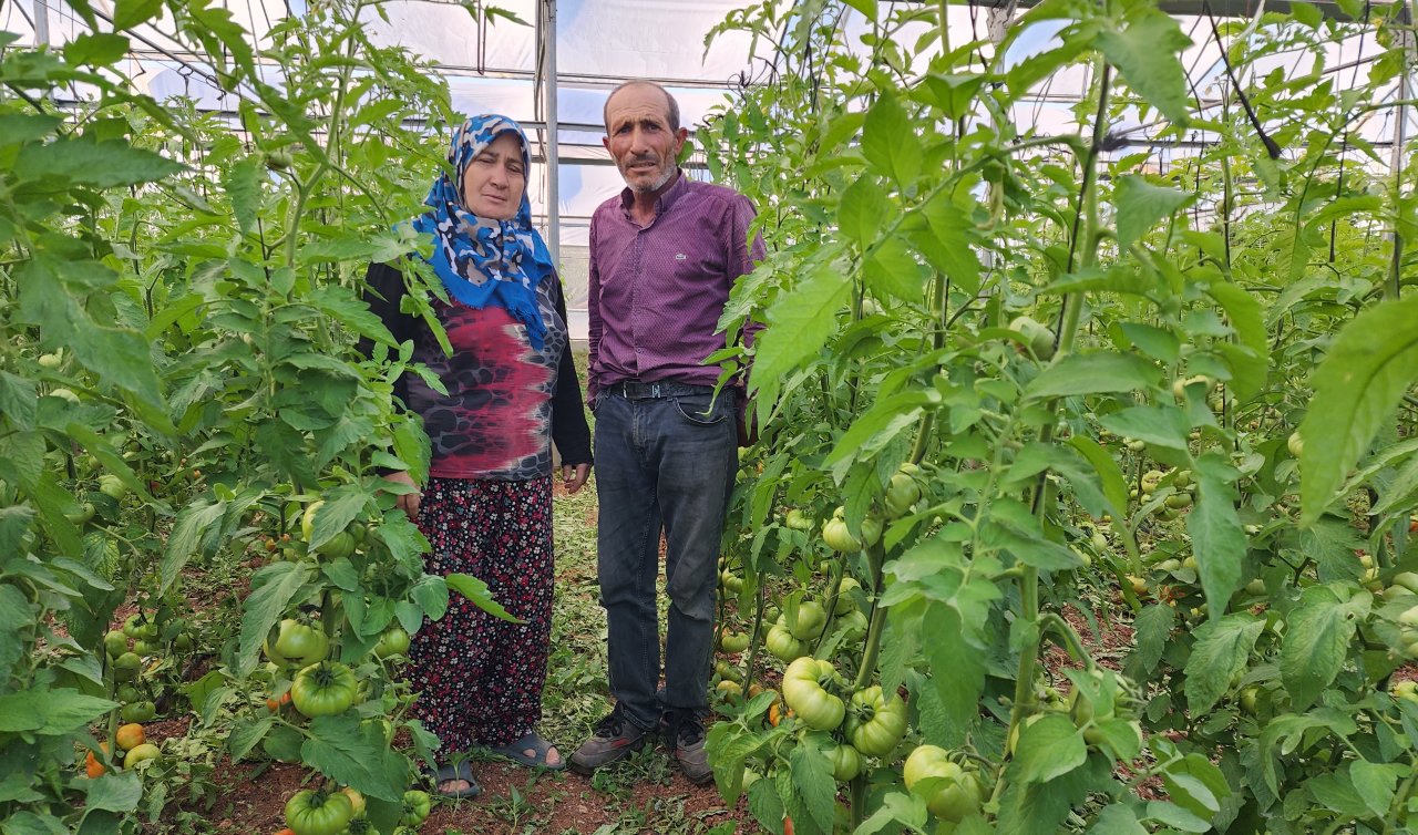 Hibe ile 1000 metrekarelik sera kurdular! Konya’da yaşayan çift örnek oluyor