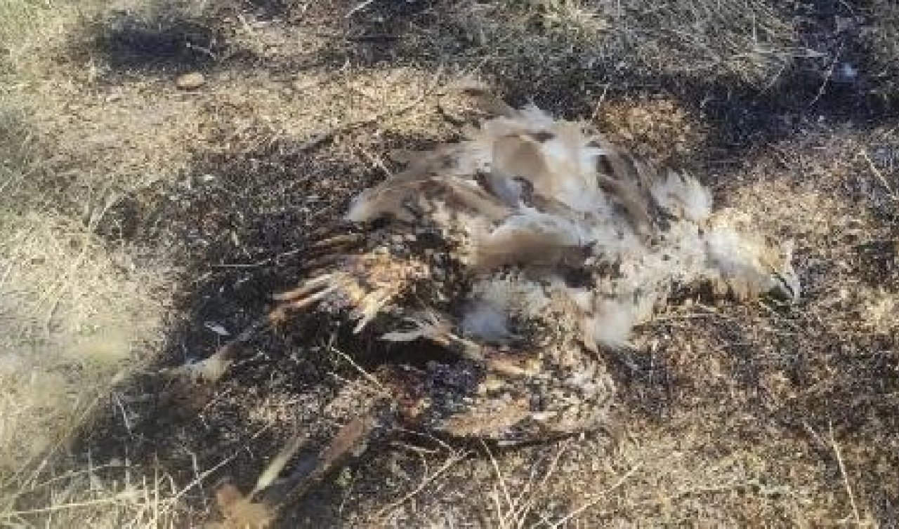 130 dönüm buğday ekili alanda 1 milyon TL zarar!  