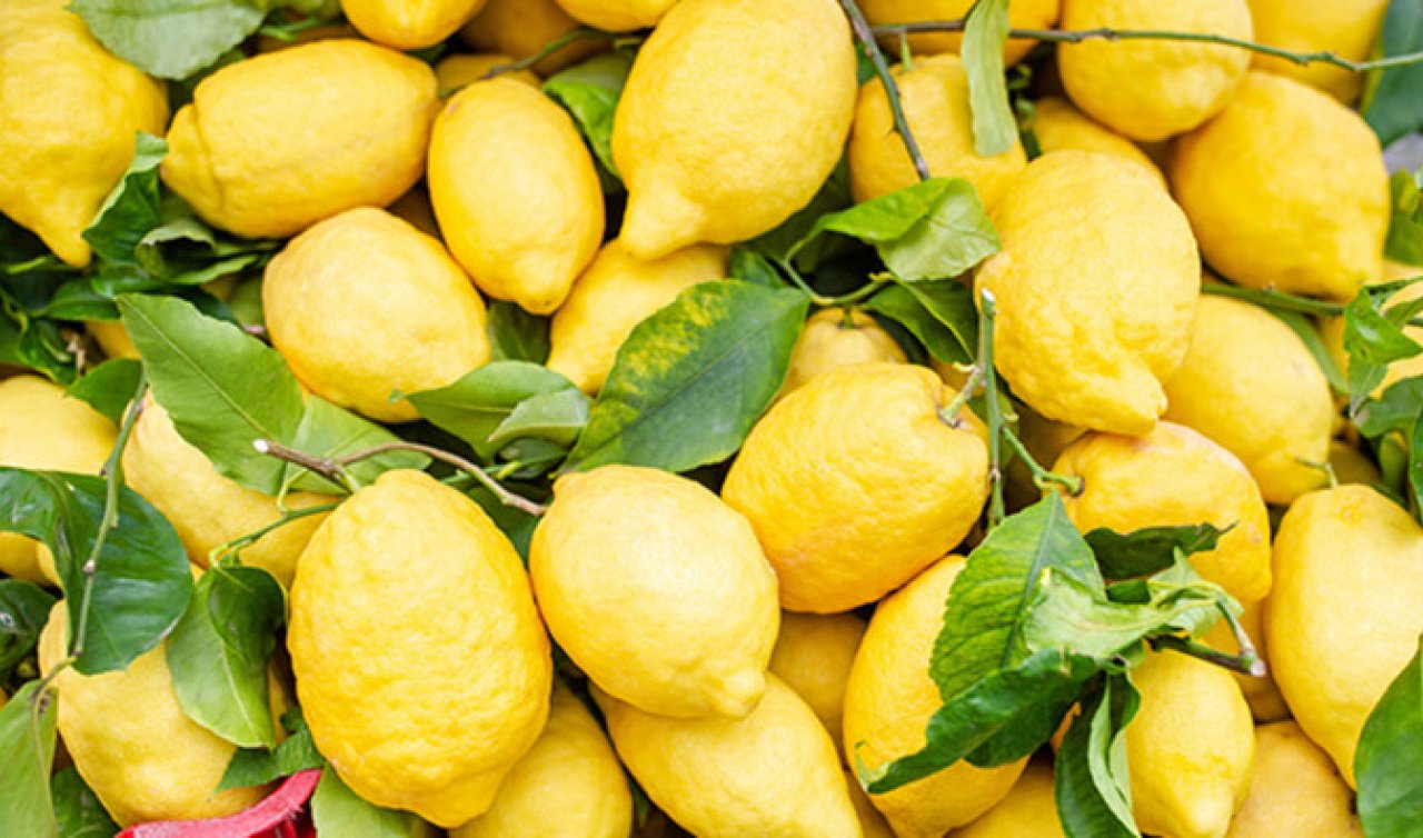 Japonlar keşfetti! Limon koklamanın faydaları efsane!