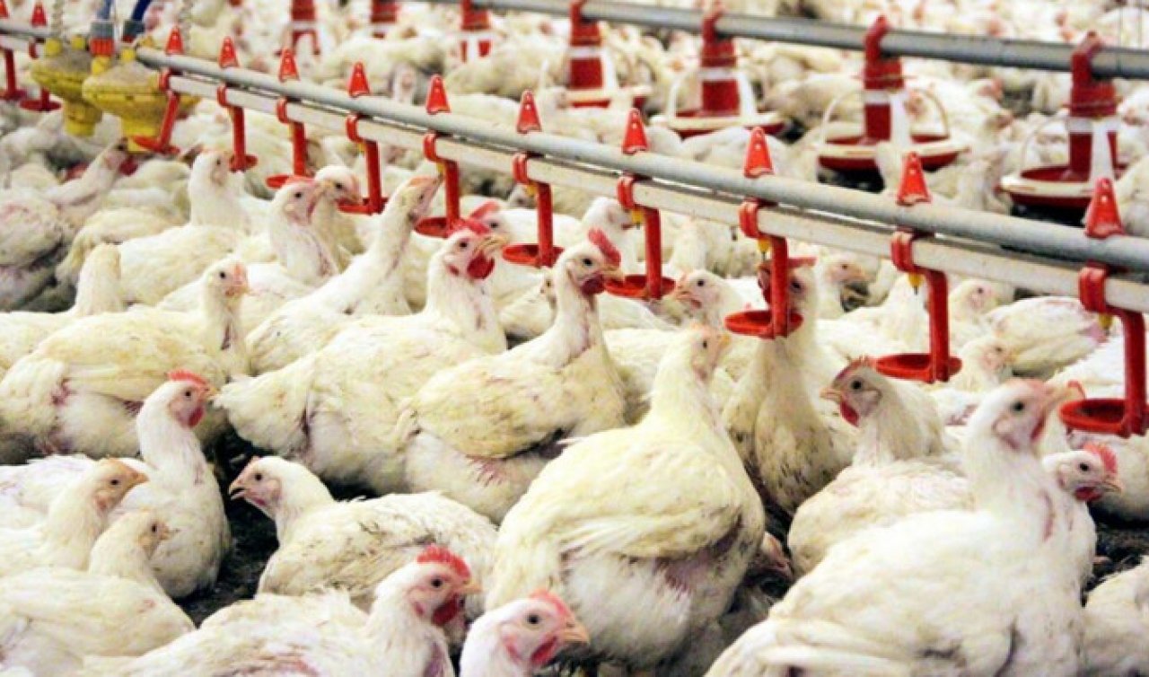 4 bin tavuk sıcaktan telef oldu
