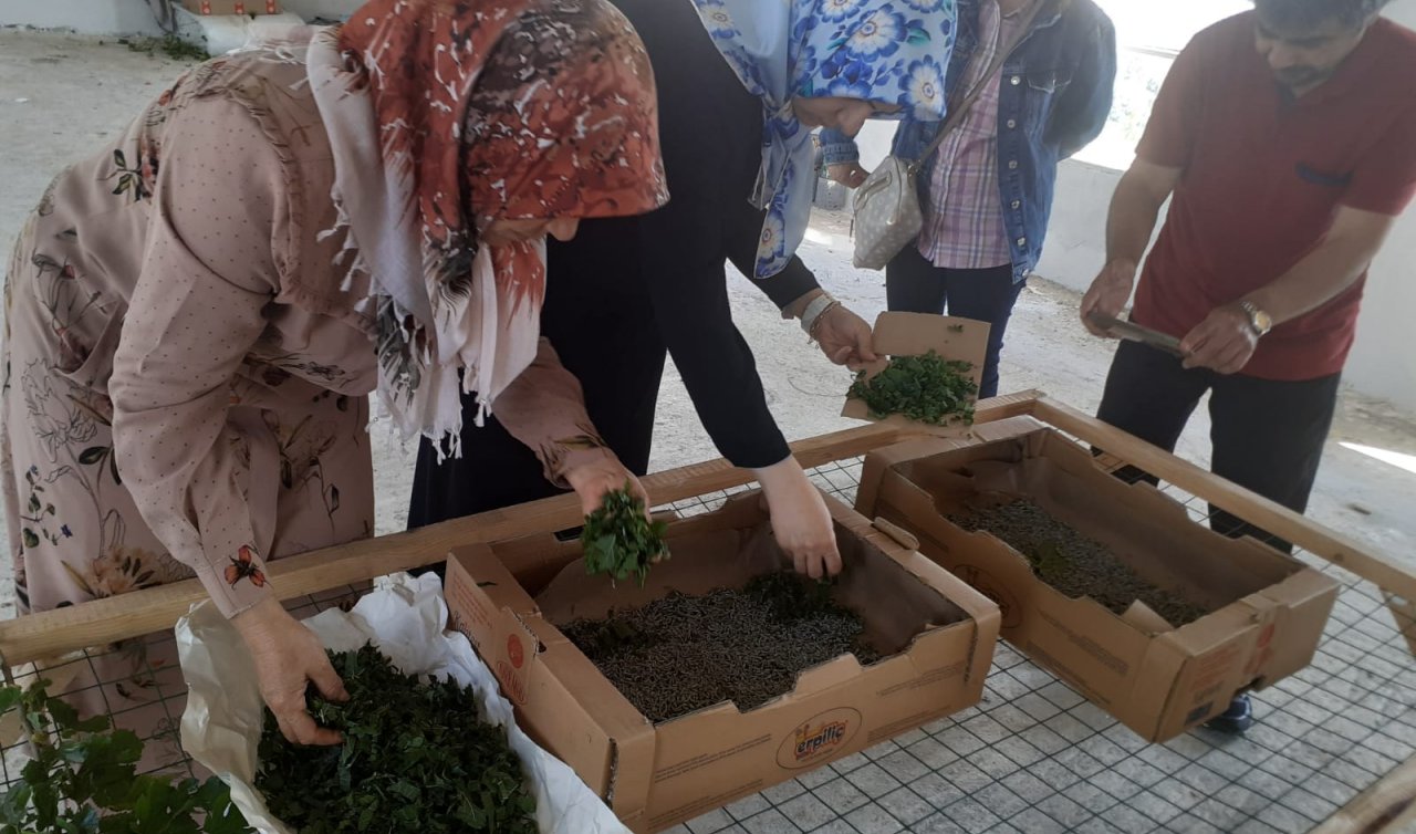 Konya’da kadın çiftçiler ipekböceği kozası üretiyor
