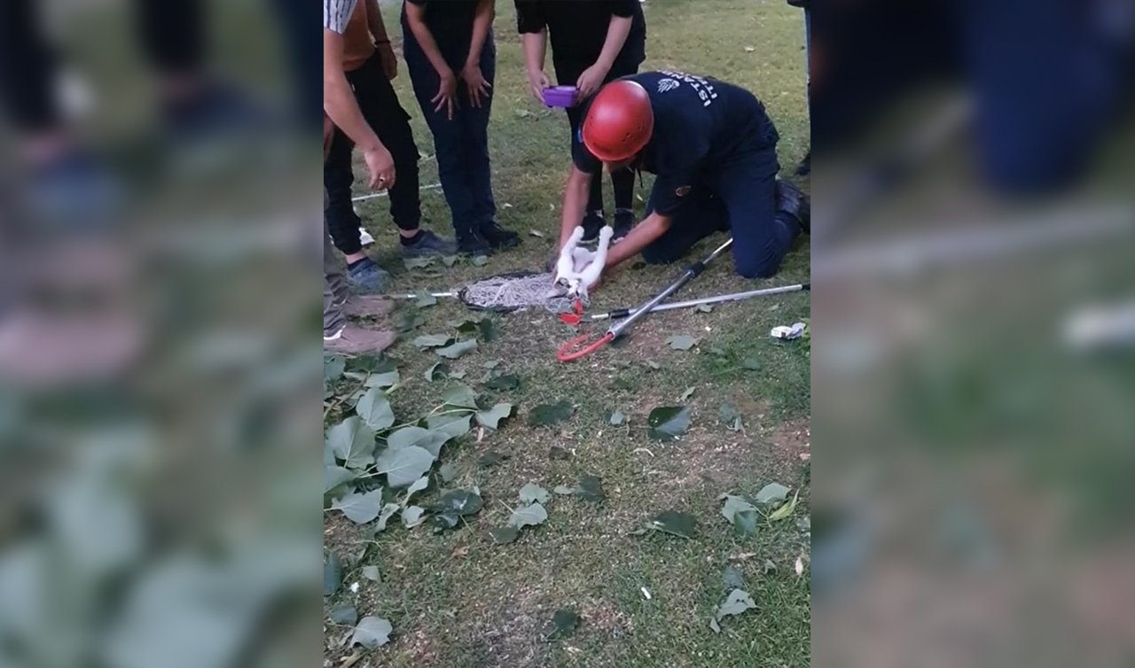 Kediyi kalp masajı hayata döndürdü! 