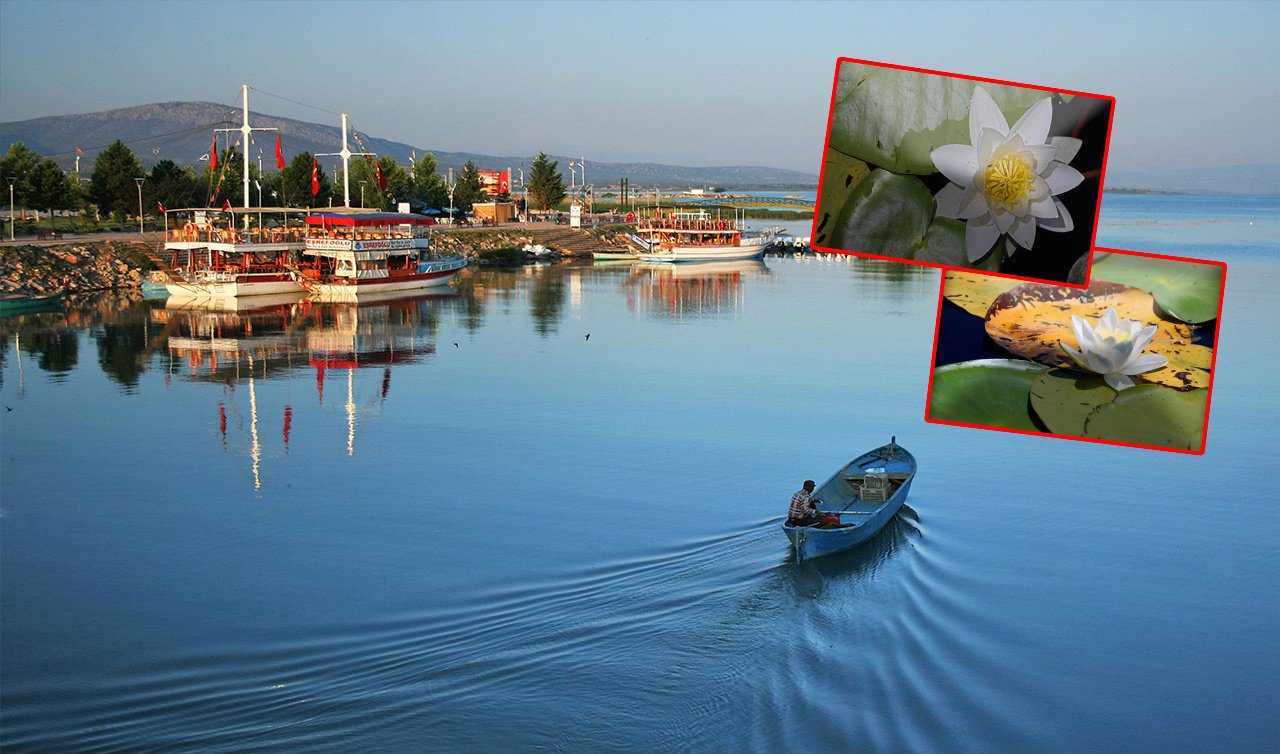 1,5 metre sığ derinlikteki alanda açıyor! Konya’da görenler hayran kalıyor! Koparmanın cezası 73 bin TL