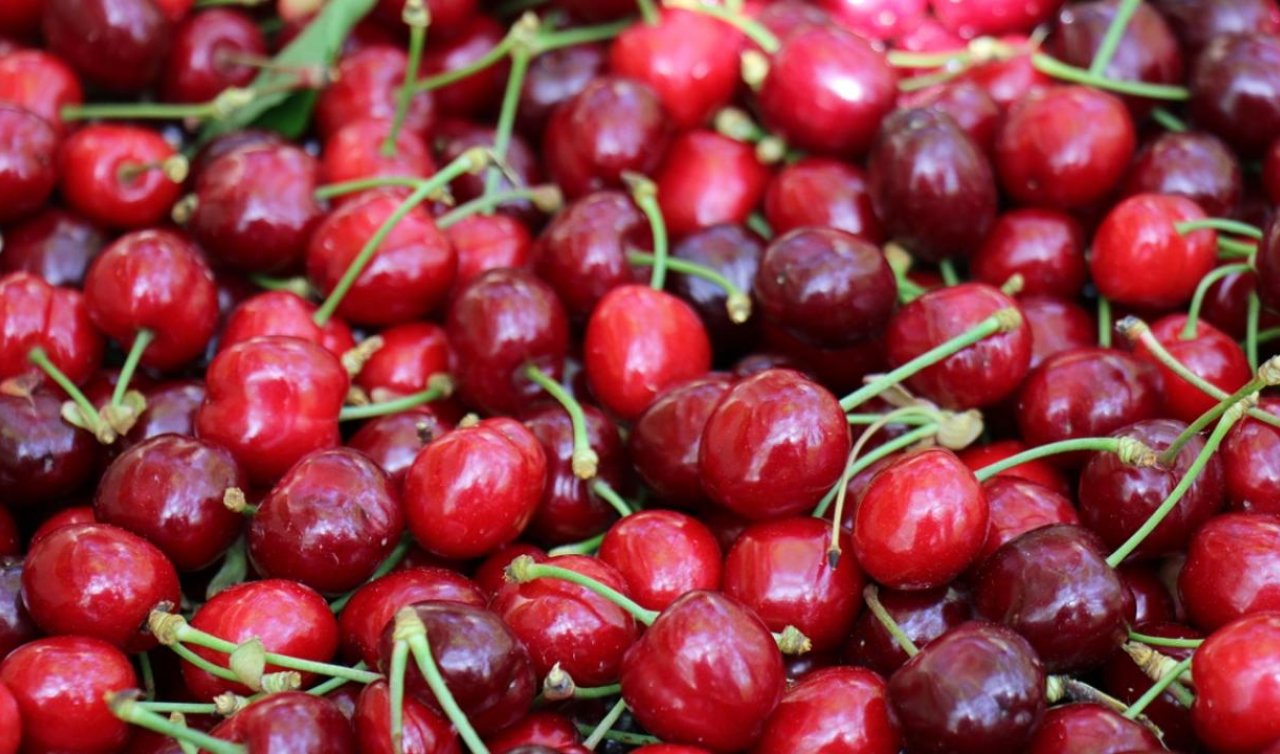 Konyalı kiraz üreticileri dertli! Fiyatlar 15-20 TL’ye kadar düştü