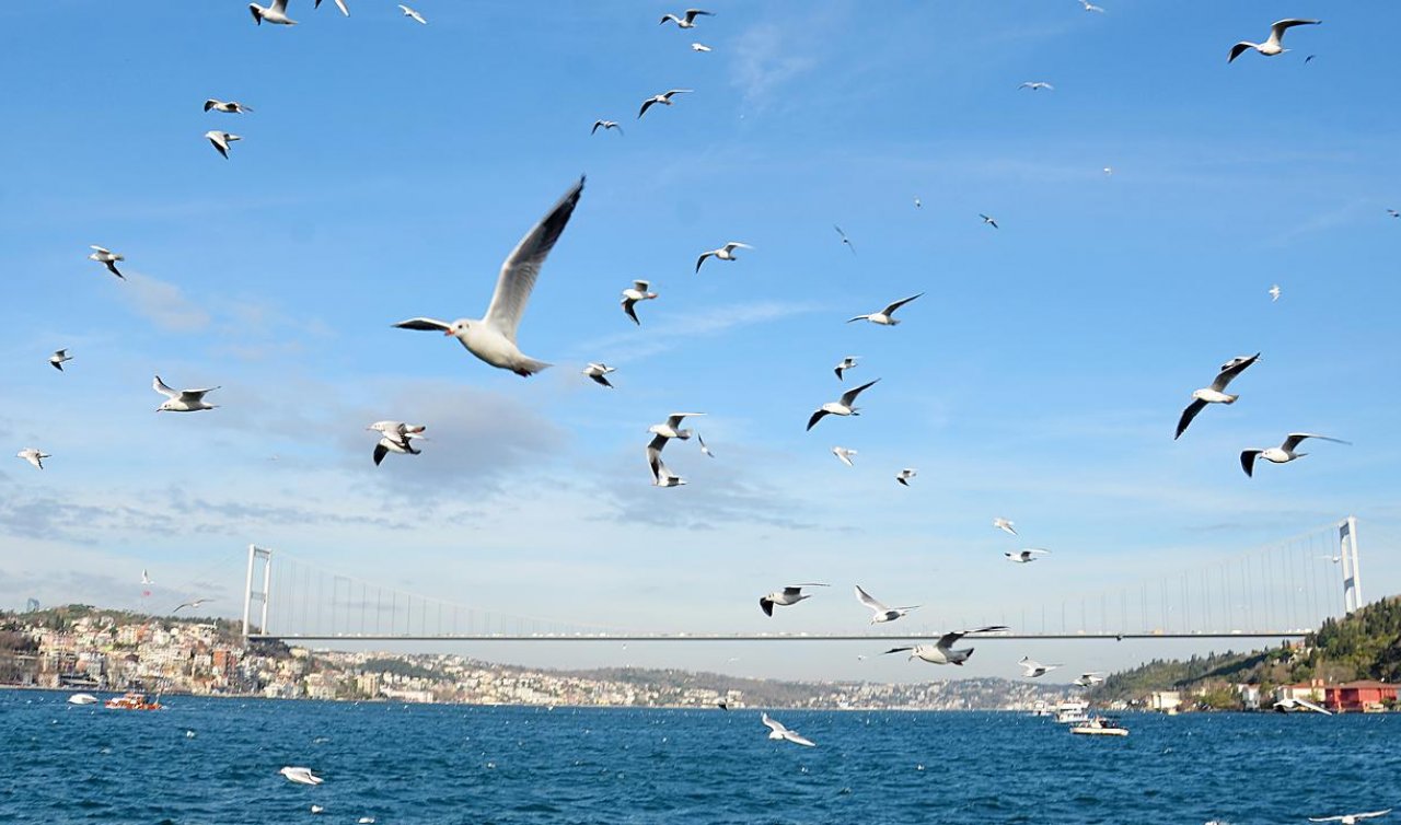  “Martı popülasyonu anormal seviyelere ulaştı’’
