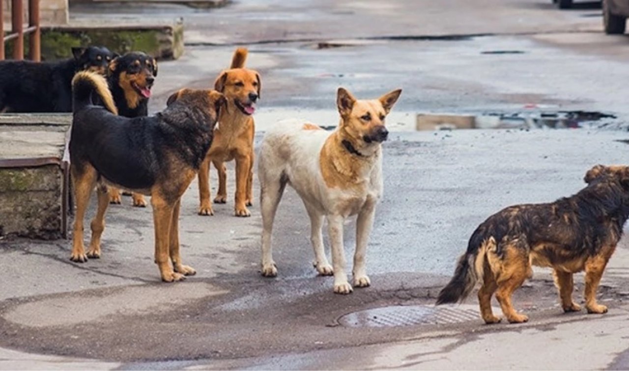 Başıboş köpekler ölümcül hastalık saçıyor! Vakalar korkunç boyuta ulaştı