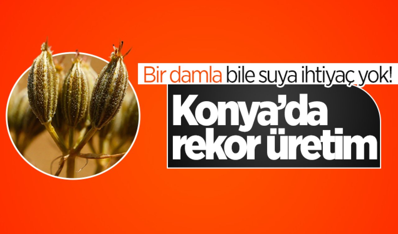 Bir damla bile suya ihtiyacı yok! Konya’da rekor üretim
