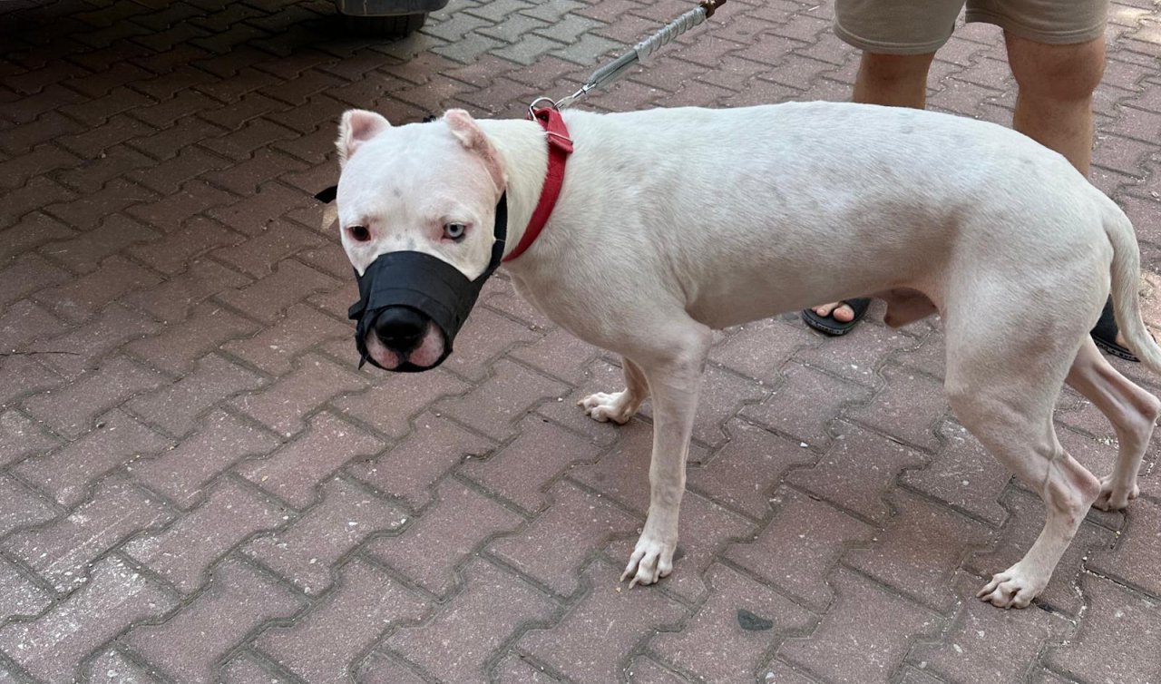 Konya’da yasaklı ırk köpek besleyen kişiye 33 bin 399 lira ceza