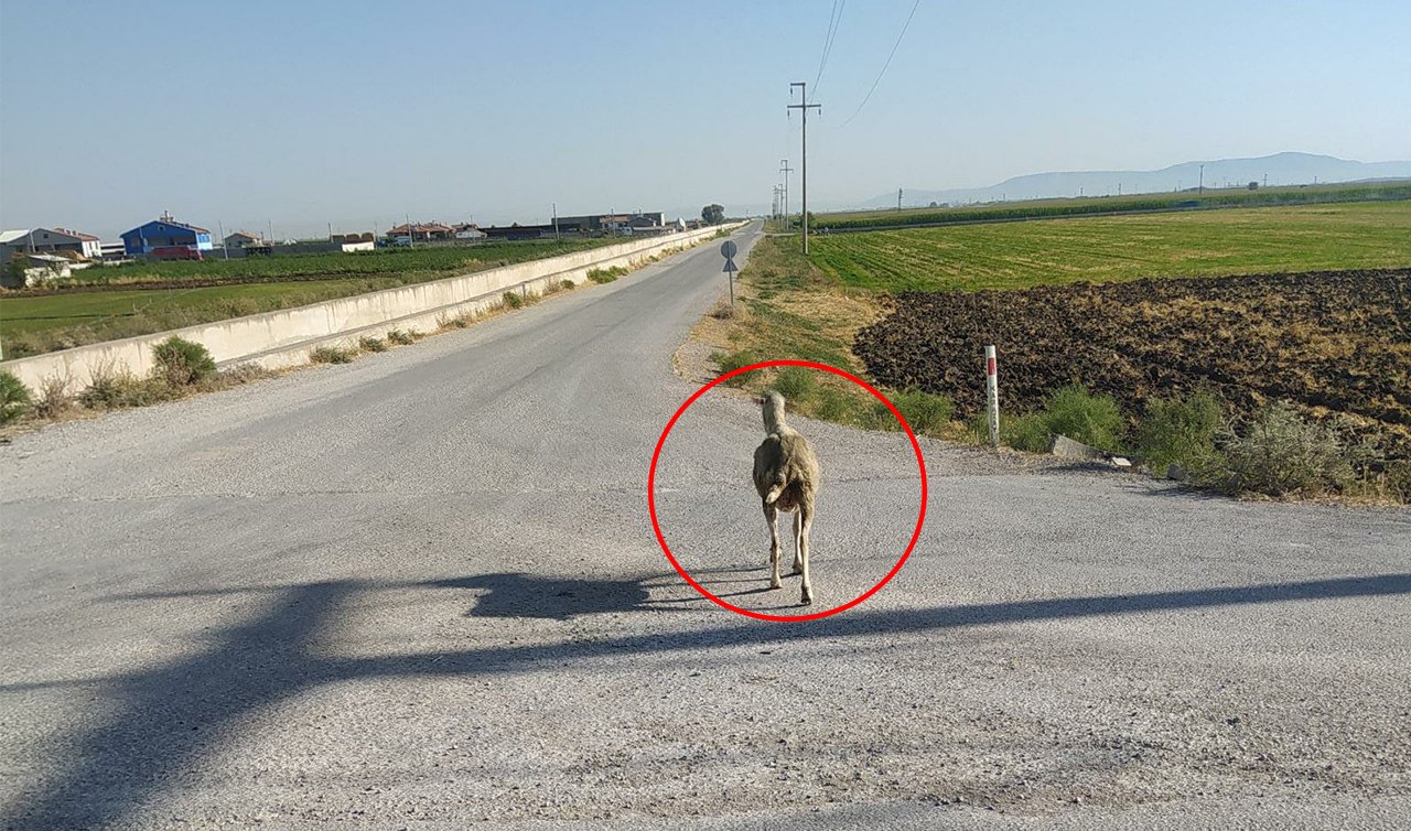 Konya’da ilginç olay! Koyun hapishaneden firar etti