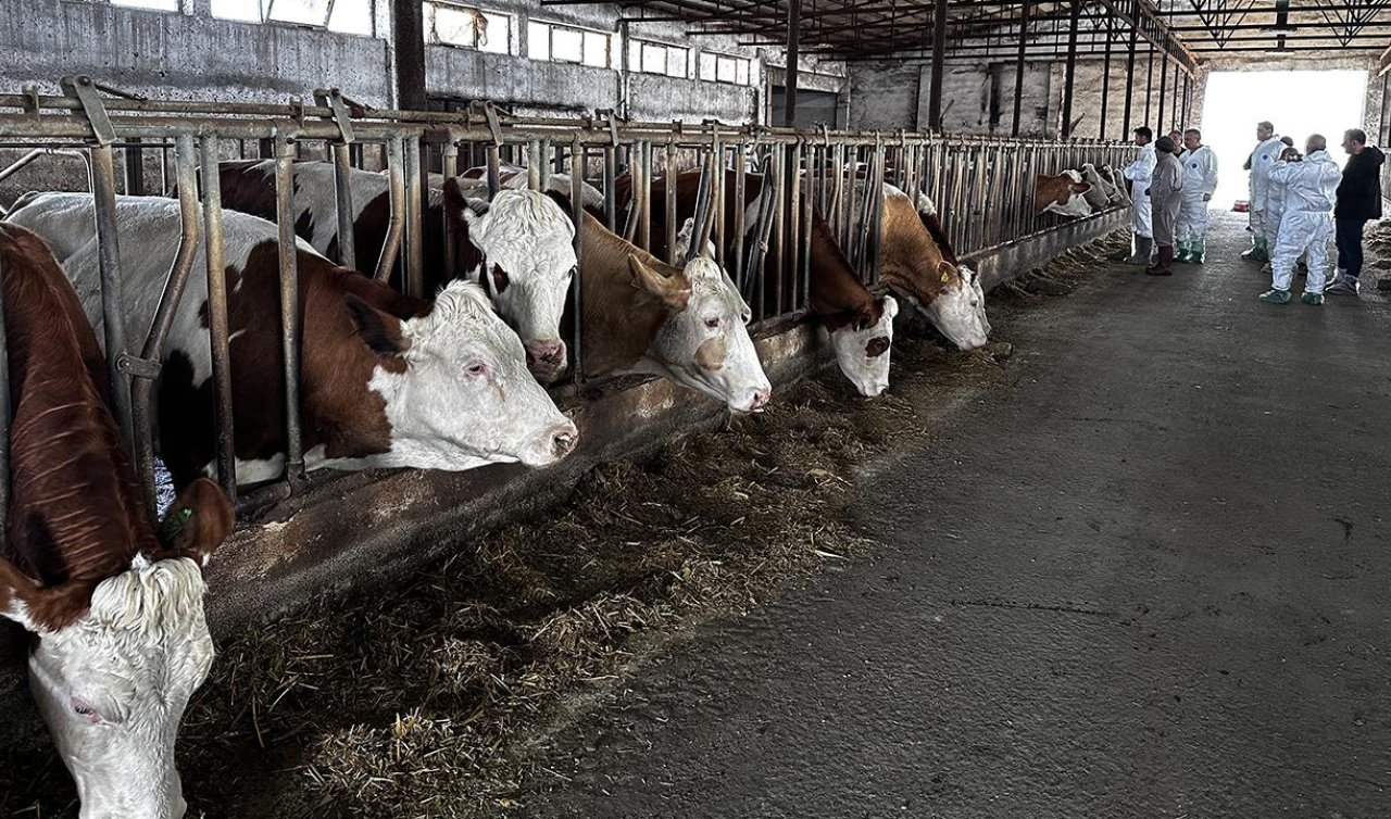 Şap nedeniyle hayvan pazarları kapatıldı