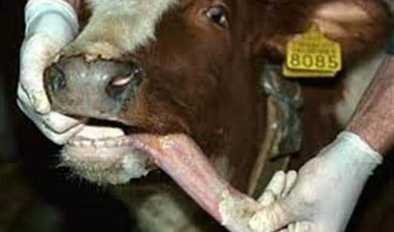 Konya’nın bu ilçesinde şap hastalığı! Hayvan alırken dikkat edin
