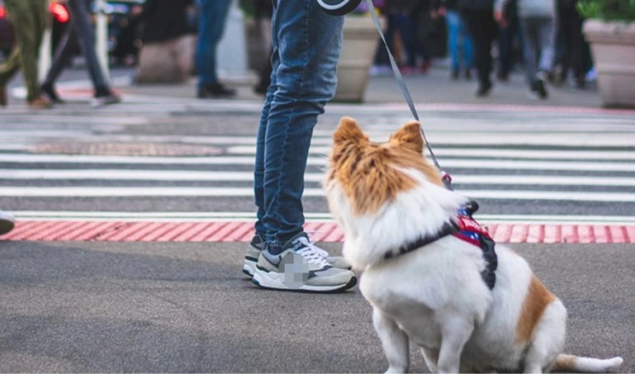 Şok olay! Satın alınan iki köpek steroidle şişirilmiş sıçan çıktı
